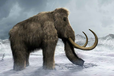 Furry Mammoth