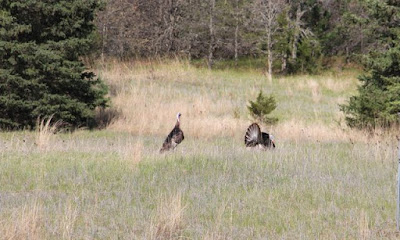 back yard turkeys