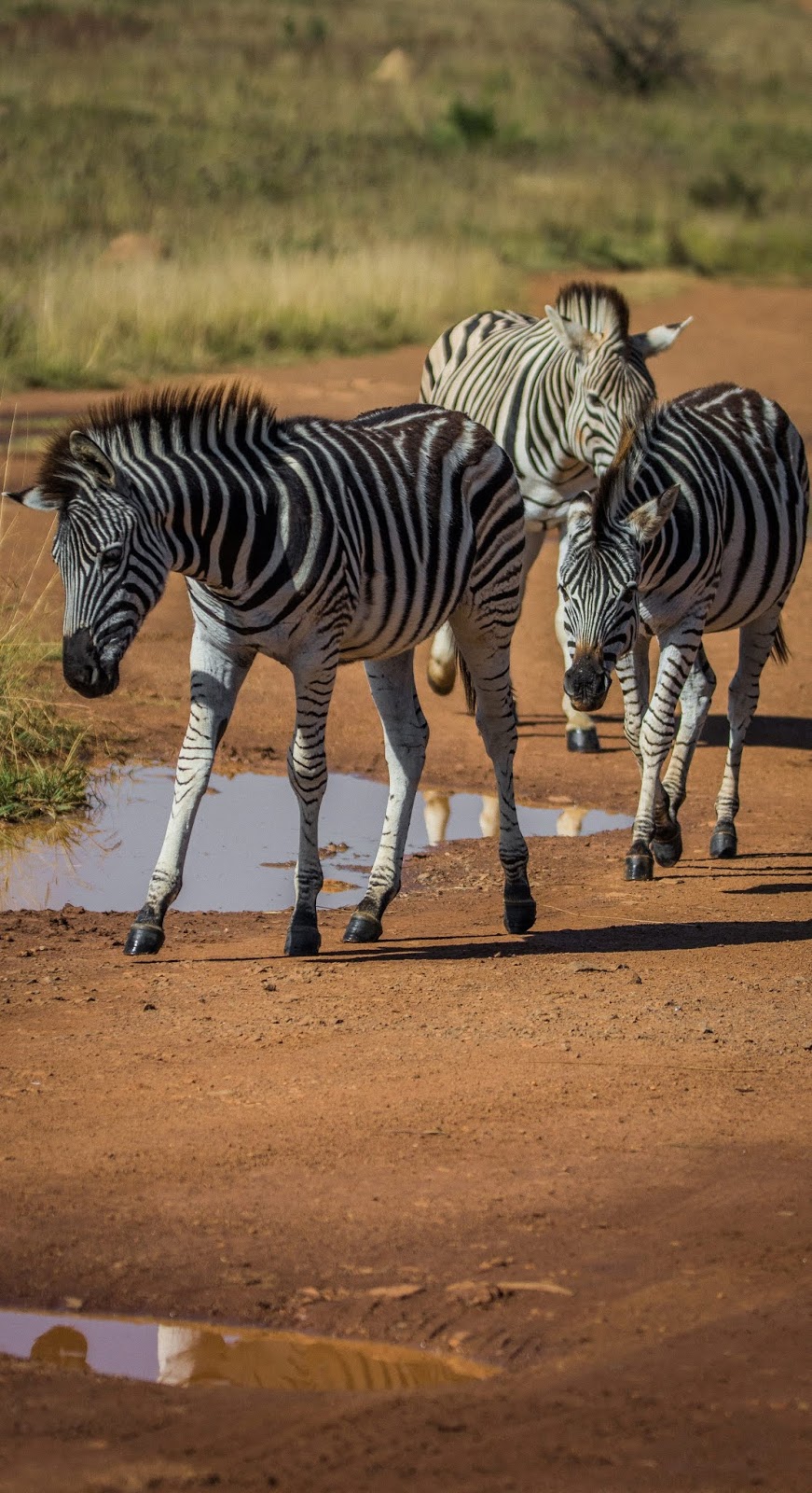 Picture of young zebras.