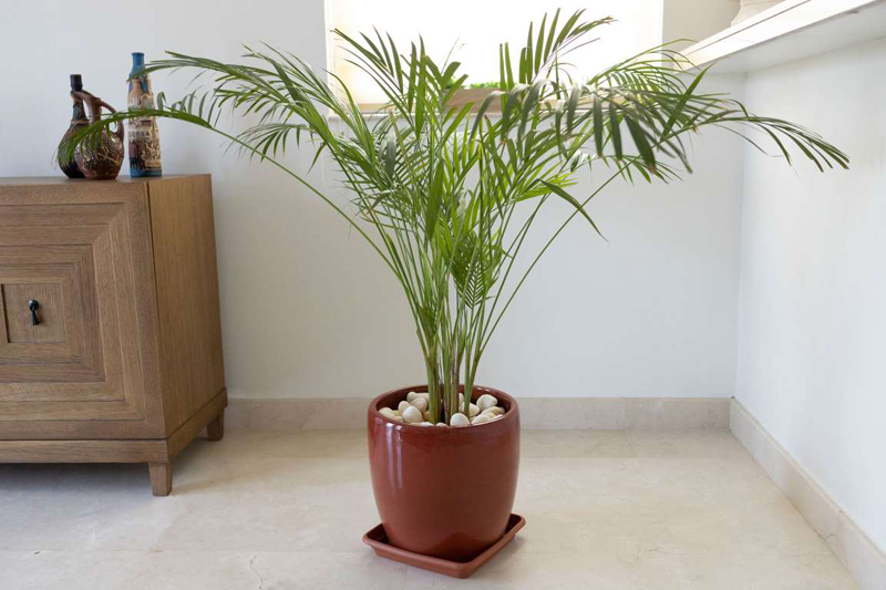 8 Easy-Care Houseplants That Improve Air Quality