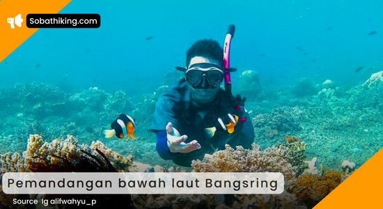 Pulau Tabuhan dan Bangsring Under water merupakan spot snorkeling terbaik di Jawa Timur