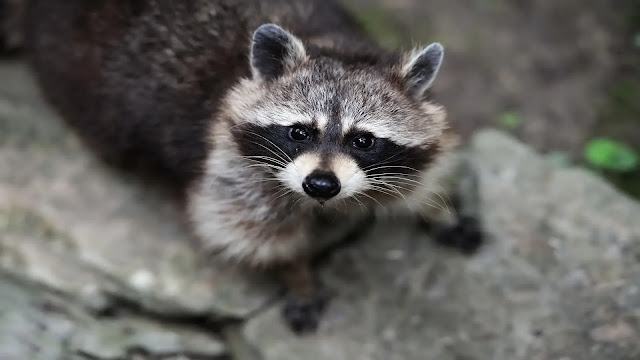 Raccoon