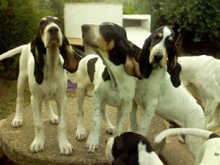 Ariegeois Dog Puppies