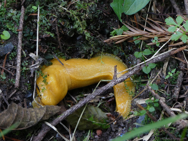 banana slug in a depression in the dirt