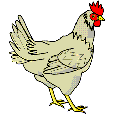 Hewan Ayam