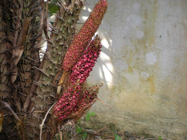 Cara Mengetahui Gambar  Biji Bibit Bunga  Salak Jantan dan 