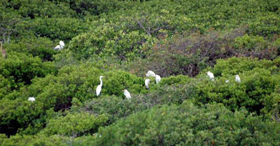 Pulau Burung