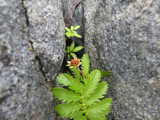 Potentille ansérine - Potentilla anserina