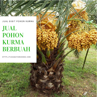 Harga jual pohon kurma di indonesia
