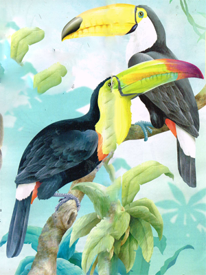 Toucan