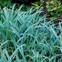 Carex laxiculmis 'Hobb'