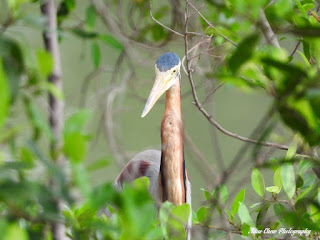 Hidden Purple Heron at Jurong Lake Gardens