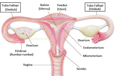  Tahukah kamu apa fungsi tuba fallopi atau oviduk pada wanita 4+ Fungsi Oviduk (Tuba Fallopi) Pada Wanita