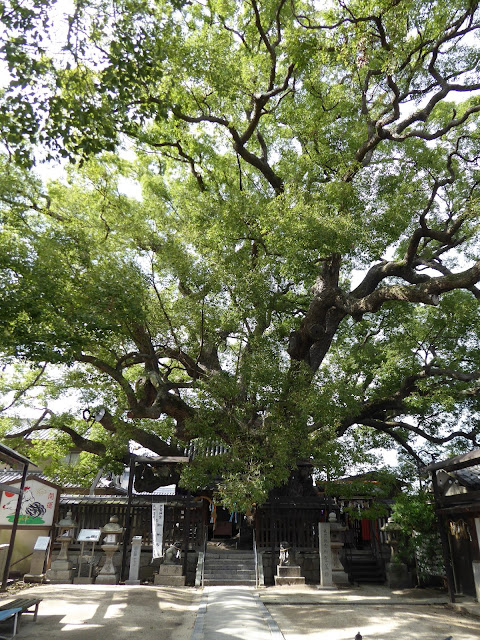 【大阪府門真市】三島神社の薫蓋樟（くんがいしょう）