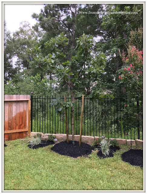 Backyard Landscape- Oak tree- Burr Oak-From My Front Porch To Yours
