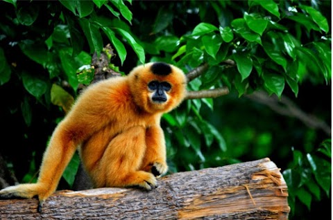 Free Monkey image HD 720 Download 2020