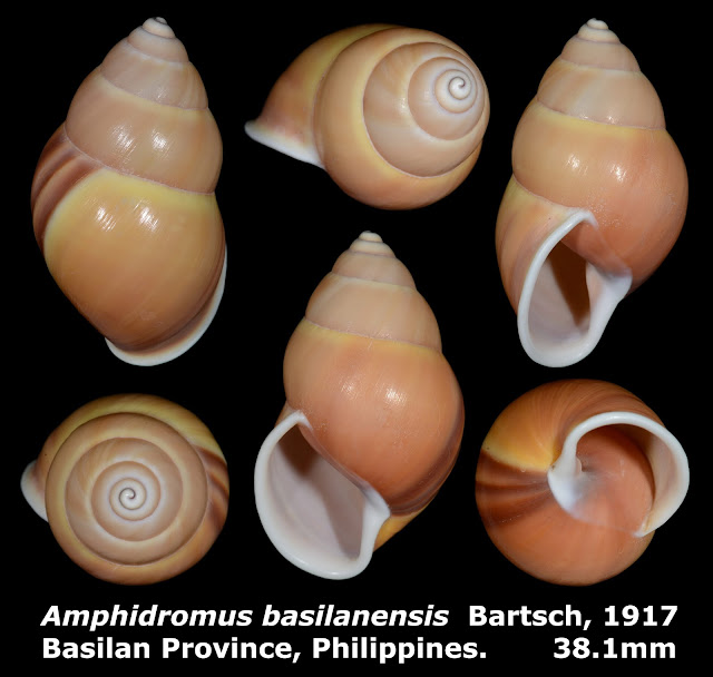 Amphidromus basilanensis 38.1mm