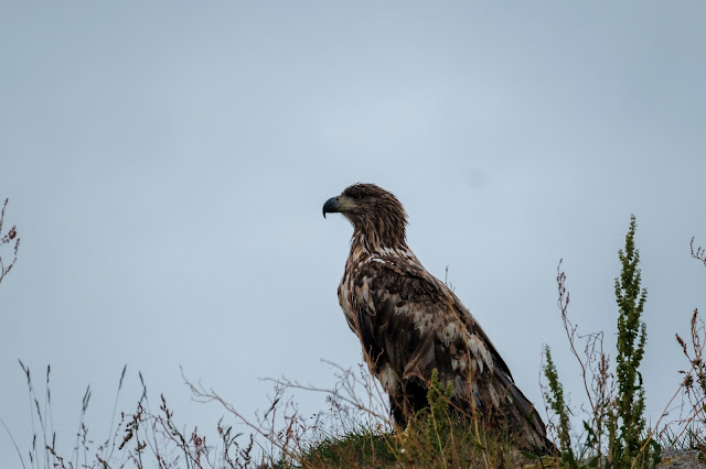 Havørn