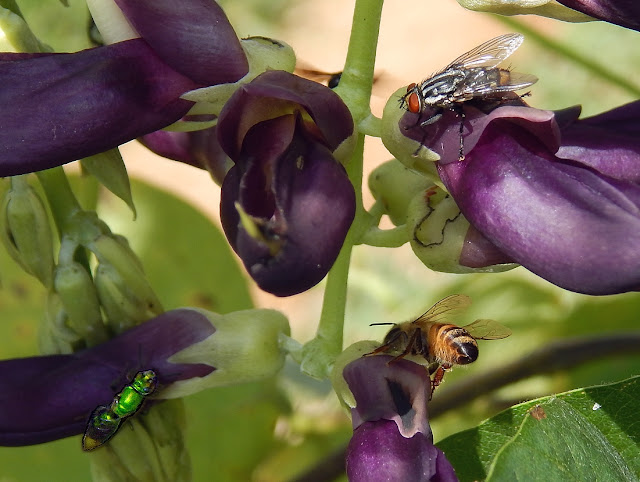 Insetos polinizando na flor de mucuna-preta (Stizolobium aterrimum)