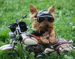 cãozinho motoqueiro