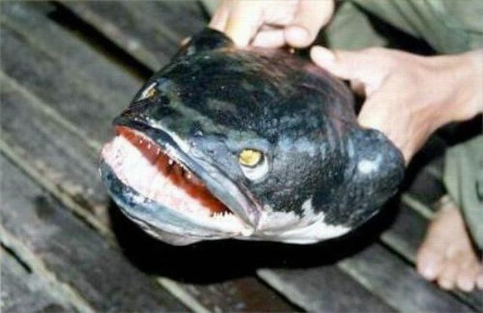 worlds-most-scariest-fishes-pictures