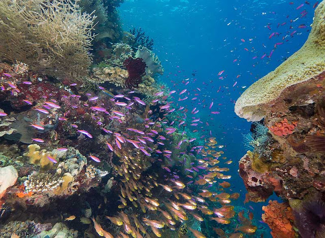 JELAJAHI TAMAN LAUT TELUK WEDA DI HALMAHERA TENGAH