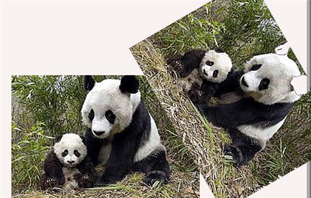 Beruang Panda Masih Misterius Gambar Hidup