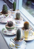 Mini Cactus para Decorar la Casa