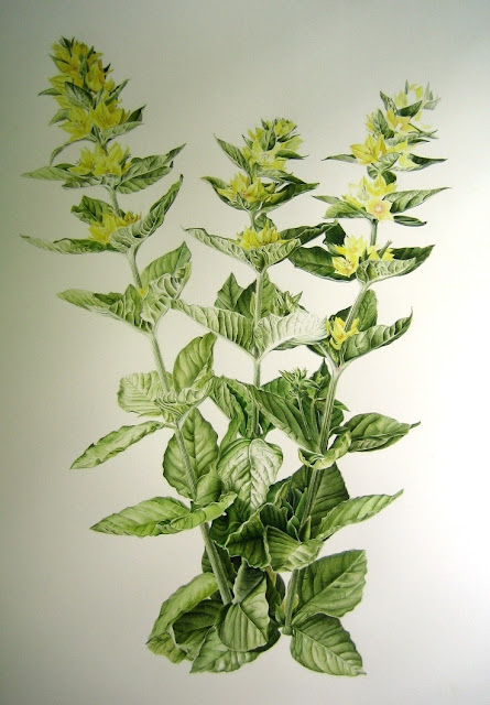 Yellow Loosestrife - Inky Leaves