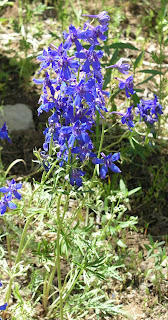 Larkspur delphinium