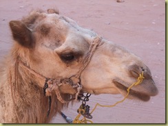 Camel