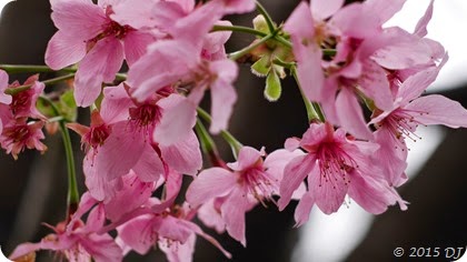 Pink Sakuras