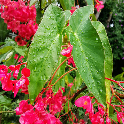 🌿  Nᴏᴍᴇ Comum  【Begônia-asa-de-anjo🅿🅾🆁】  【Angel Wing Begonia Plant, Scarlet Begonia, Coral Begonia, Begonia Dragon Wing, Cane Begonia🅸🅽🅶】  【Begonia-alas-de-angel🅴🆂🅿】   🌲 Sɪɴᴏɴíᴍɪᴀ  Pritzelia coccinea