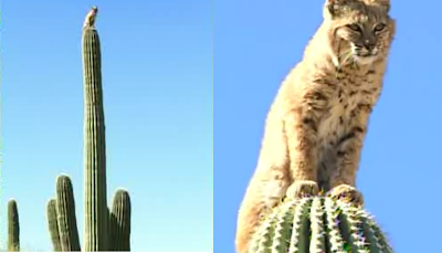 Seekor kucing memanjat pohon kaktus setinggi 45 kaki unutk menghindari kejaran singa gunung