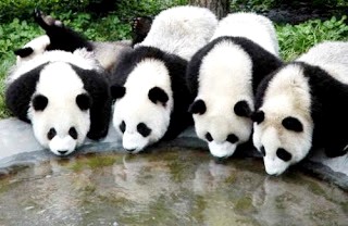 Foto de osos panda bebiendo en una fuente