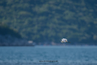 Wildlifefotografie Neretva Delta Seidenreiher Olaf Kerber