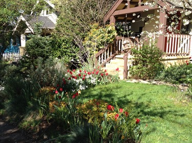 2013-04-10 Tulips 006 2013-04-10 Tulips 006
