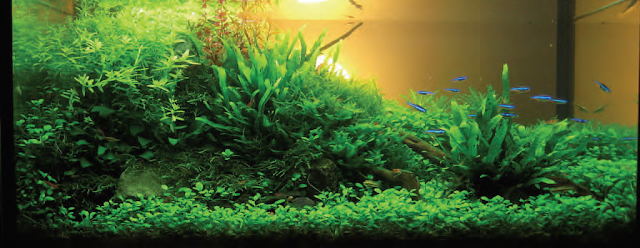 aquascape dan ikan neon tetra yang cantik