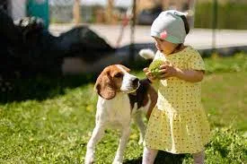 beagle with children