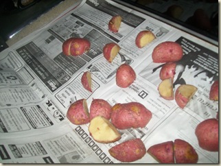 FALL POTATOES 009