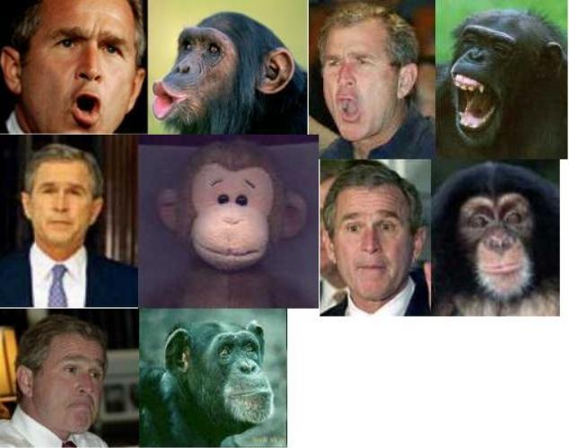 george w bush monkey. George Bush Monkey