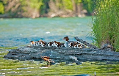 Familia de patos en el río - Ducks family at the river