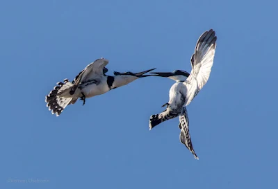 Pied Kingfisher - Canon EOS 7D Mark II Woodbridge Island