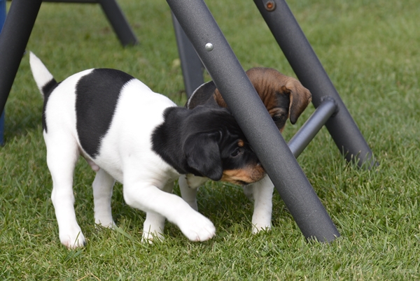 dansk svensk gårdshund valper