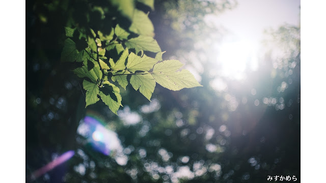 オールドレンズ　植物スナップ