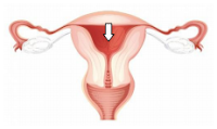 fungsi dari organ reproduksi