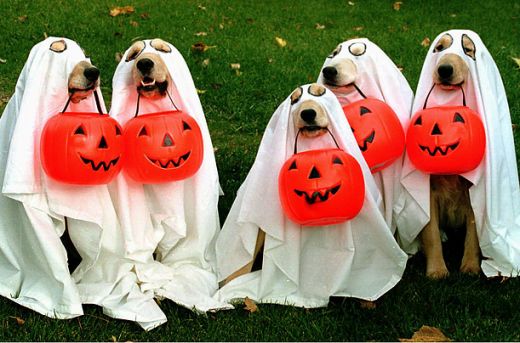 Anicompendium Halloween Costumes Dog Fashion - k9 cop dog halloween costume casual canine 1 roblox