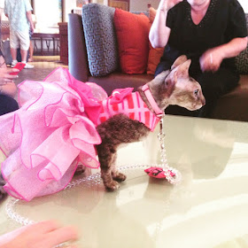 Coco, the Cornish Rex, in her pink cocktail dress at BlogPaws,Coco, the Cornish Rex, in her tiara at BlogPaws, Photo by Marjorie Dawson