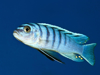 seputar dunia perikanan foto dan gambar  ikan cantik buat 