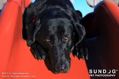 Mason- Black Lab/Great Dane Mix